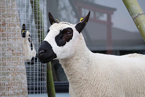 张美阿嬷农场 (月森宁手作工坊)