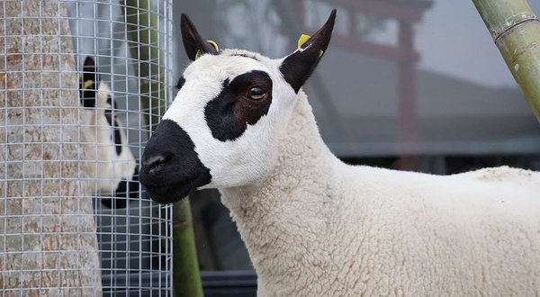 张美阿嬷农场 (月森宁手作工坊)