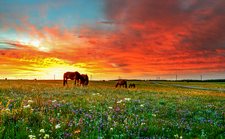黄花沟草原旅游度假区