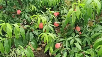 合江镇韦家山休闲园