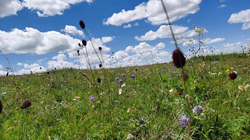 哈希雅图家庭牧场