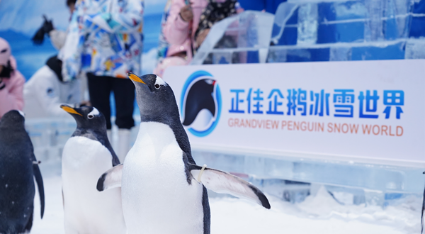 正佳企鹅冰雪世界
