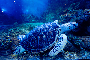 南京海昌海洋探索馆