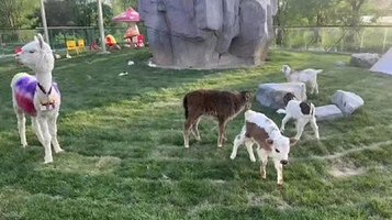 卡尔牧场萌宠幼稚园