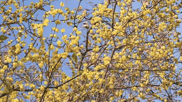 中国静观蜡梅博览园