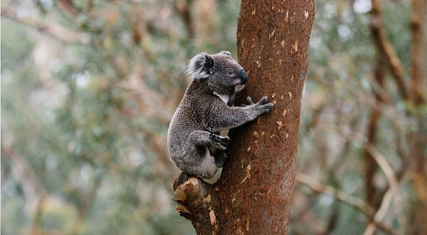 Port Stephens Koala Sanctuary