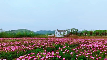 庐江县汤池镇金冲大自然生态园