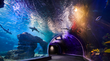 光教Aqua Planet水族馆