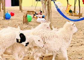 梅山湾鹿遇森林乐园