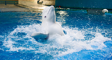 蓬莱欧乐堡海洋极地世界