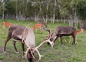阿尔山驯鹿庄园