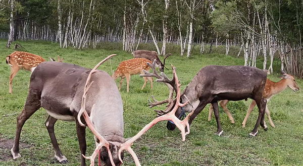 阿尔山驯鹿庄园