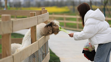 全椒疯狂拖拉机农场