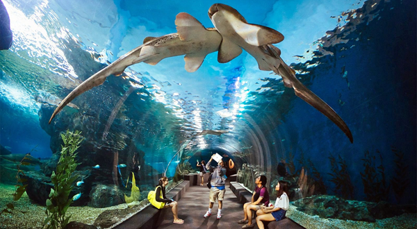 芭堤雅海底世界