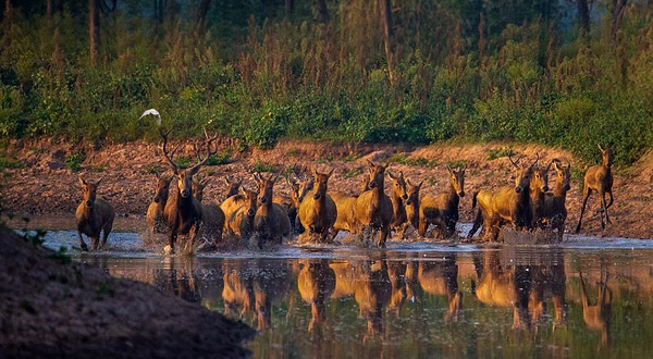 东洞庭湖麋鹿苑