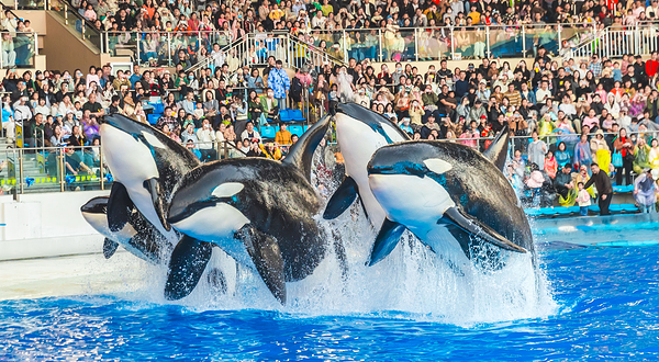 上海海昌海洋公园