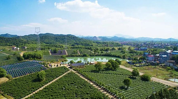 王家井蓝莓采摘园