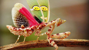 上海活体昆虫展