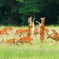 森工平山皇家鹿苑