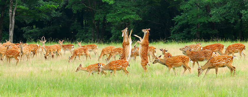 森工平山皇家鹿苑