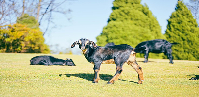 大理苍海云上草原