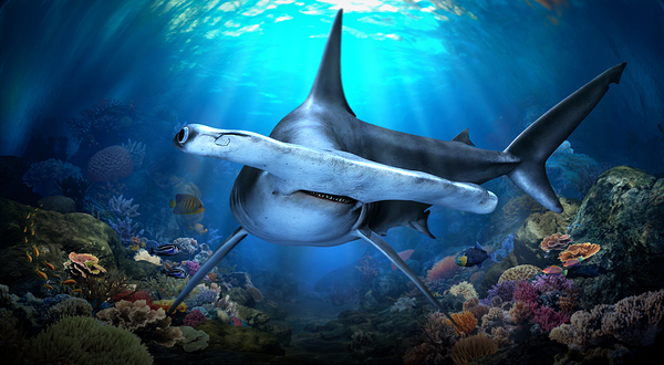 新加坡海洋生态馆