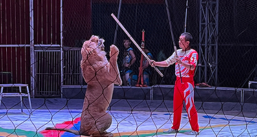 中国吴桥强强国际大马戏