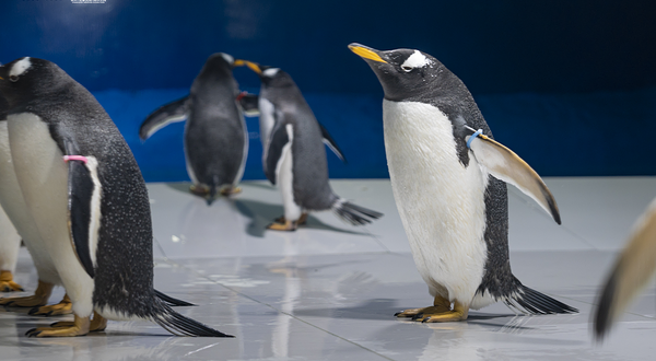 重庆汉海海洋公园