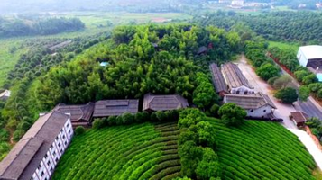 刘三姐茶园景区