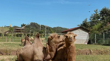 抚州仙盖山野生动物园