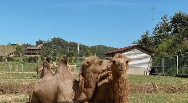 抚州仙盖山野生动物园