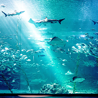 济州岛Aqua Planet水族馆