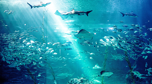 济州岛Aqua Planet水族馆