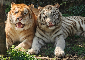 乐和乐都动物主题乐园