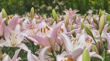 渔洞名樱旅游度假区