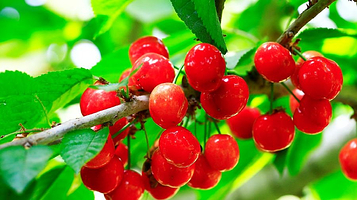 小蜜蜂樱桃采摘园