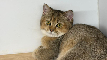 Just Cats @ Just Pets Megastore(Kota Damansara)