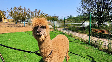 紫蓬山蔬乐园萌宠部落