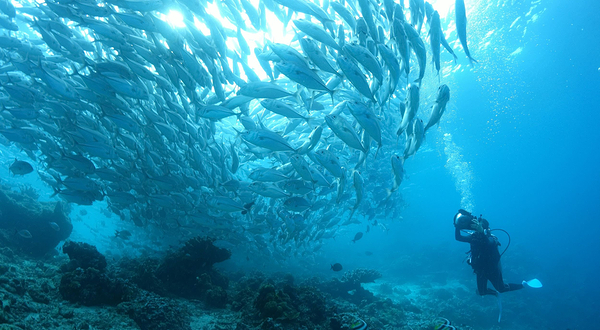 墨宝沙丁鱼风暴潜水