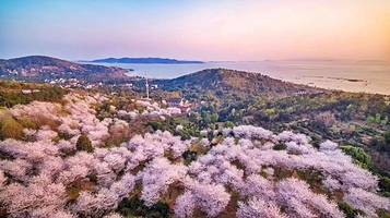 苏州光福樱野樱花园