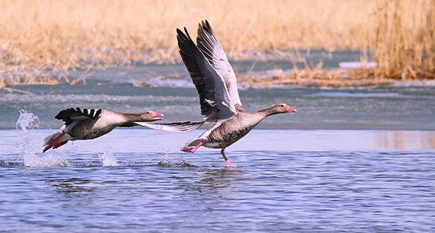 乌伦古湖(黄金海岸景区)