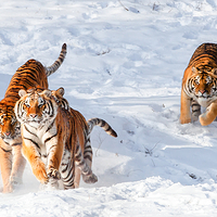 沈阳森林动物园