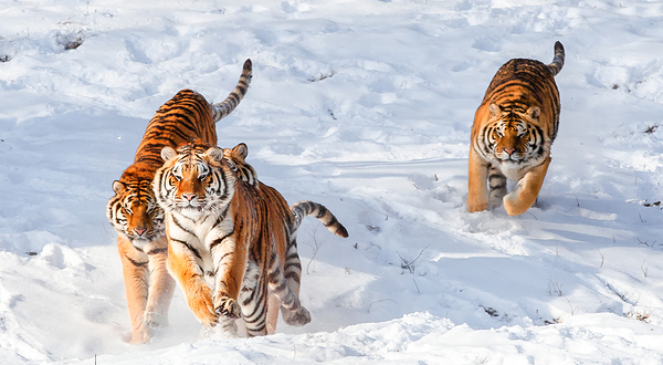 沈阳森林动物园