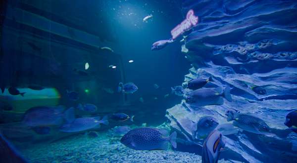 金昌海辰海洋乐园