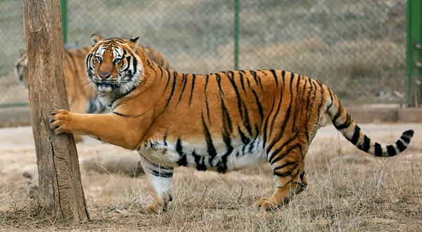 焦作市森林动物园