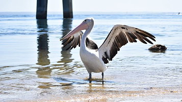 野生动物海岸巡游