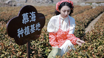 慕海茶园种植基地