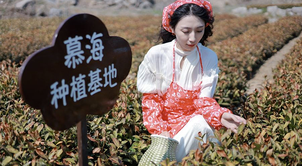 慕海茶园种植基地