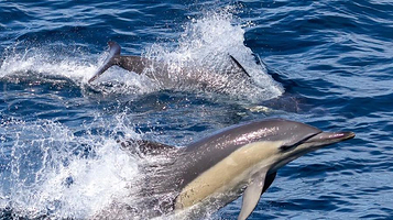 斯蒂芬斯港观海豚巡游