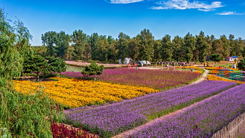 一马树森林公园